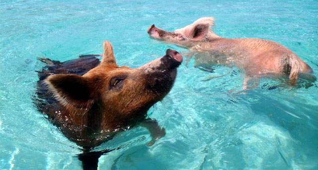 Bahamas pigs swimming in sea Exumas Islands