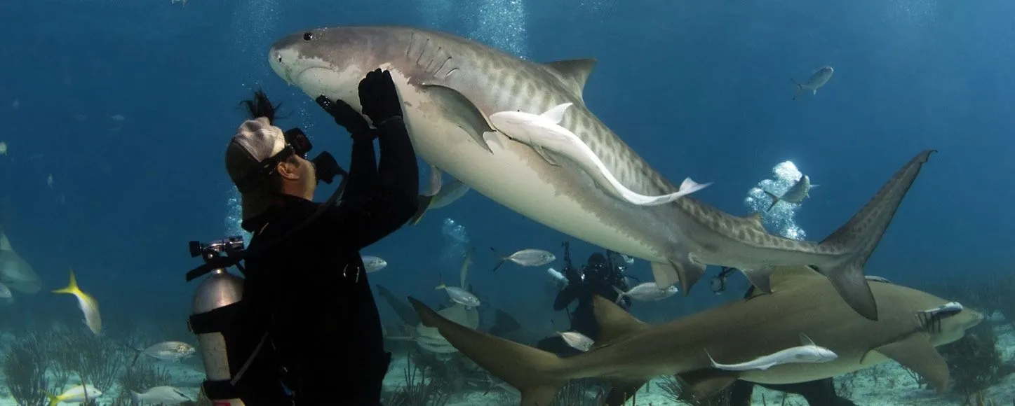 Swimming with tiger sharks