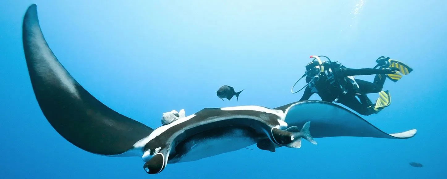 Scuba diving with Manta Rays in Indonesia